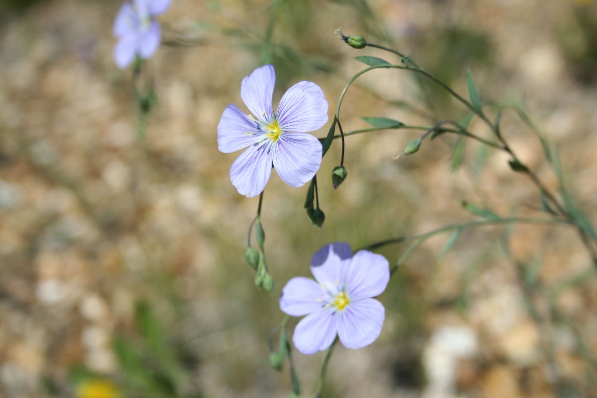 Idaho Native Plants Program Bureau of Land Management